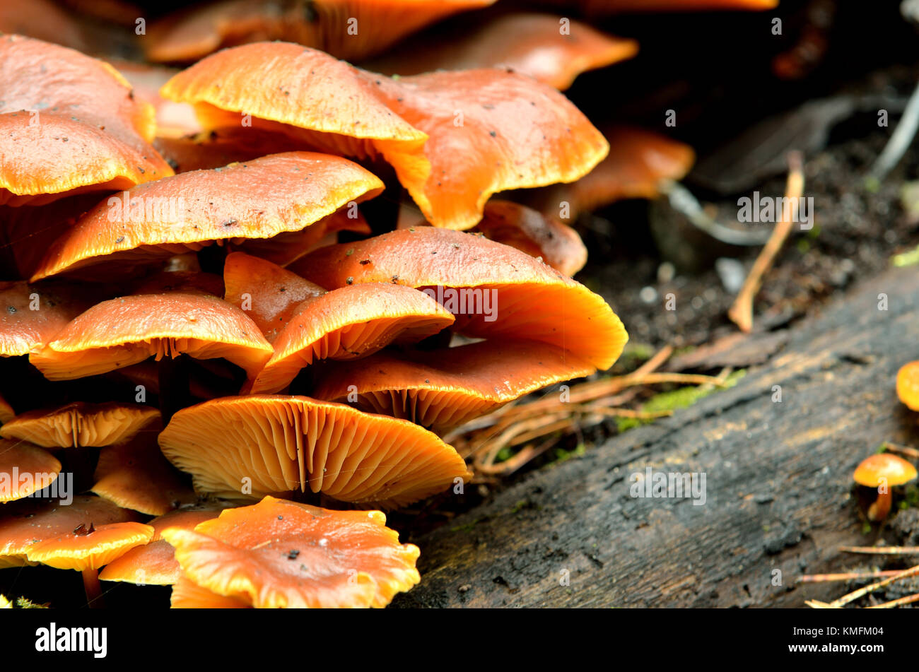 mushrooms on a tree stump in the forest Stock Photo - Alamy
