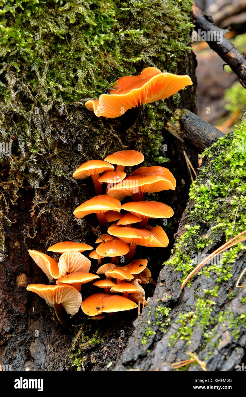 mushrooms on a tree stump in the forest Stock Photo - Alamy