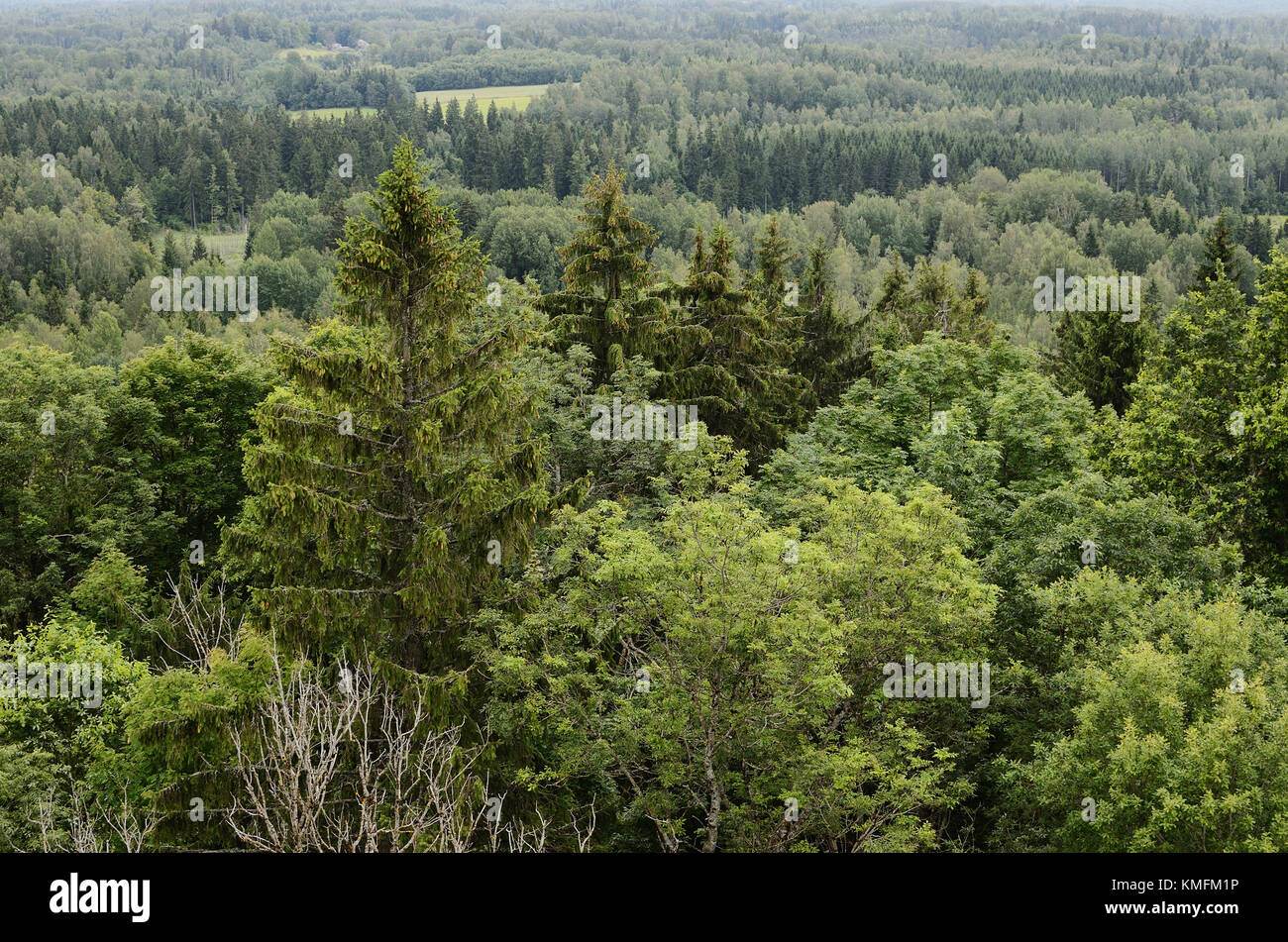 Overlook With Trees Stock Photo - Alamy