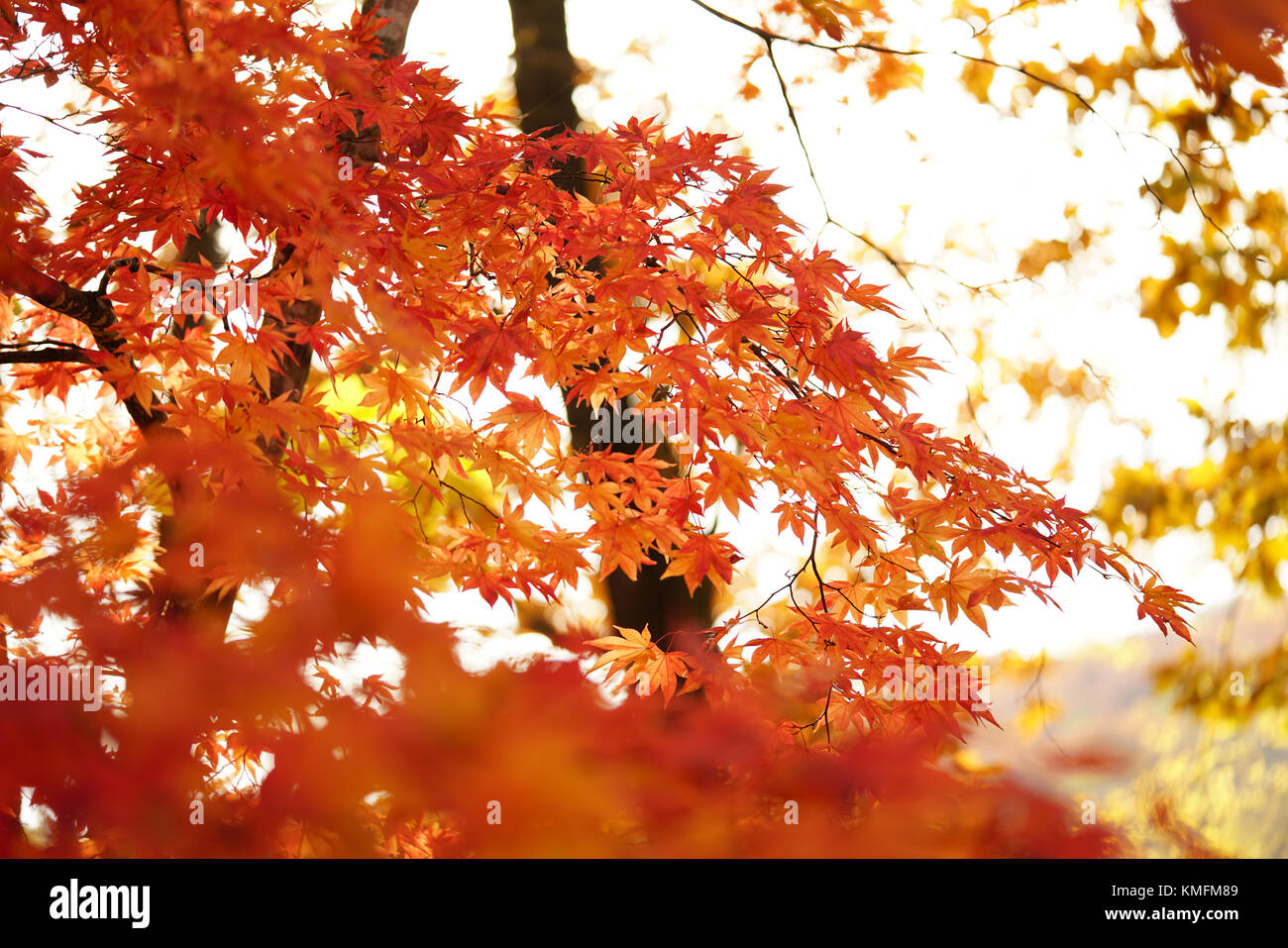 Japanese Fall Foliage Stock Photo - Alamy
