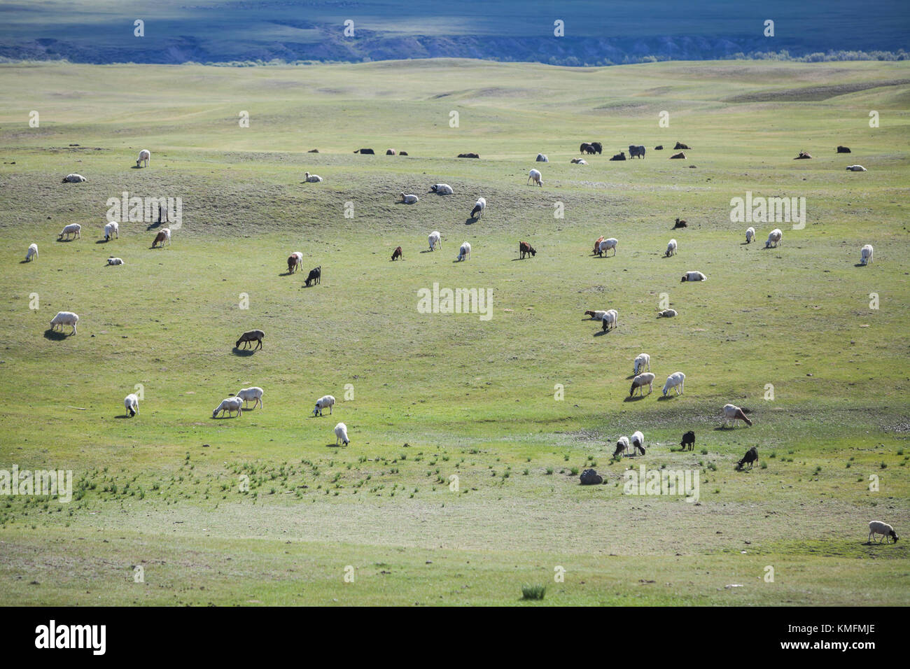 A herd of sheep and goats in Mongolia Stock Photo - Alamy