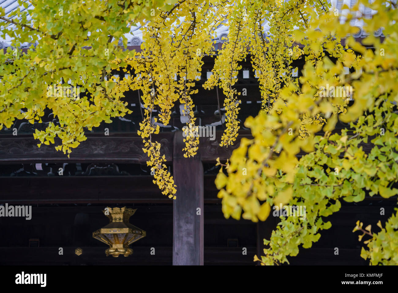Beautiful ginkgo tree turning into yellow on Autumn, at Nishi Hongan-ji, Kyoto, Japan Stock Photo