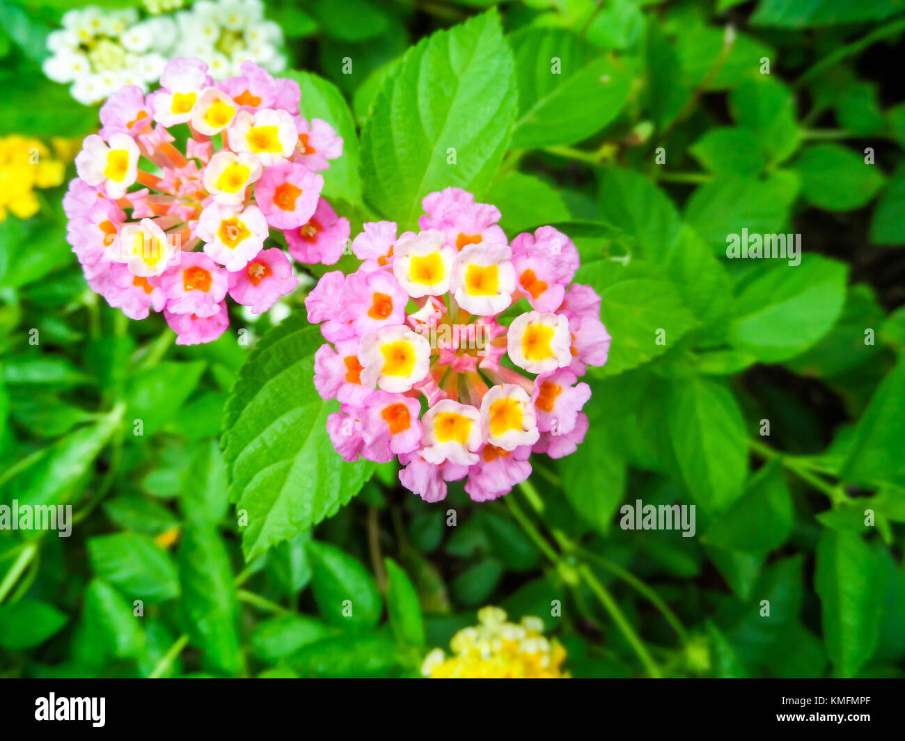 Lantana colorful bloom in the garden has green leaf backgroud Stock Photo