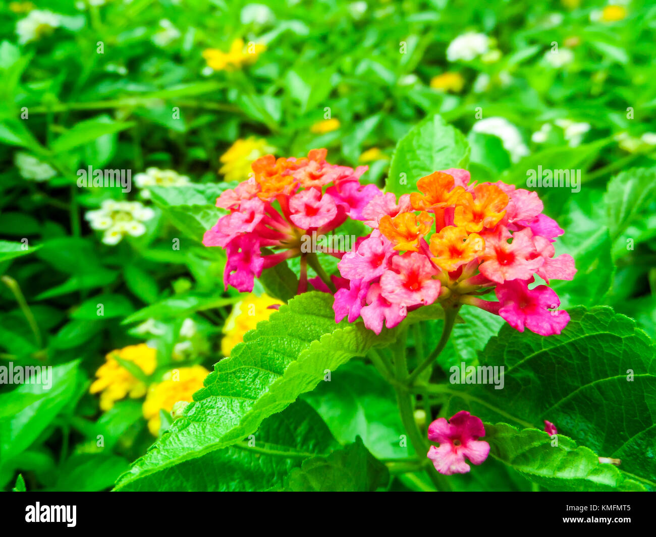 Lantana camara colorful bloom in the garden in spring Stock Photo