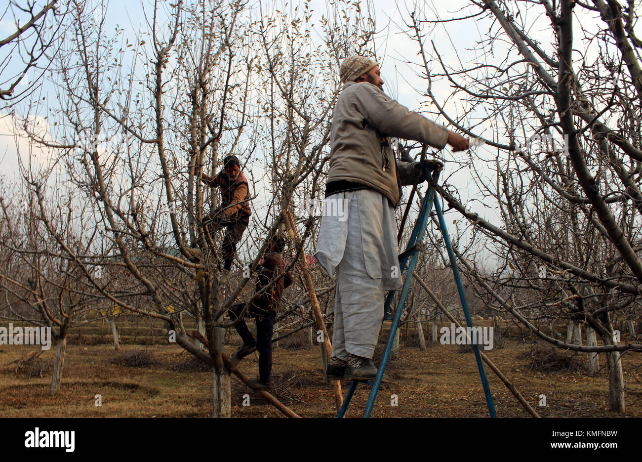 How to prune apple trees hi-res stock photography and images - Alamy