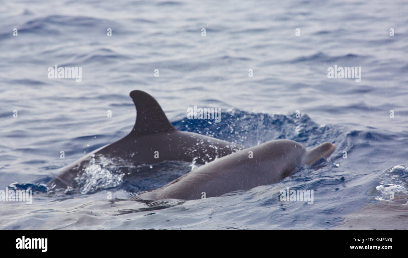 Dolphins in atlanic sea - Madeira - Portugal Stock Photo