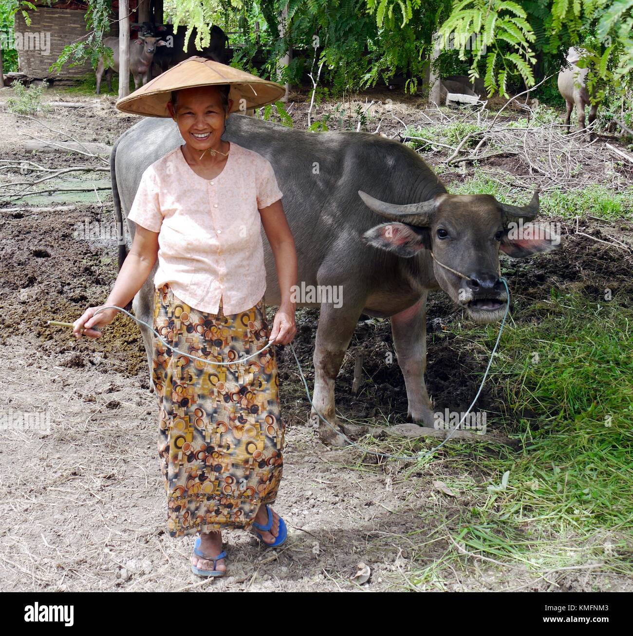 Close up of smiling Burmese woman in a conical hat leading her water buffalo on a rope in rural Myanmar Stock Photo