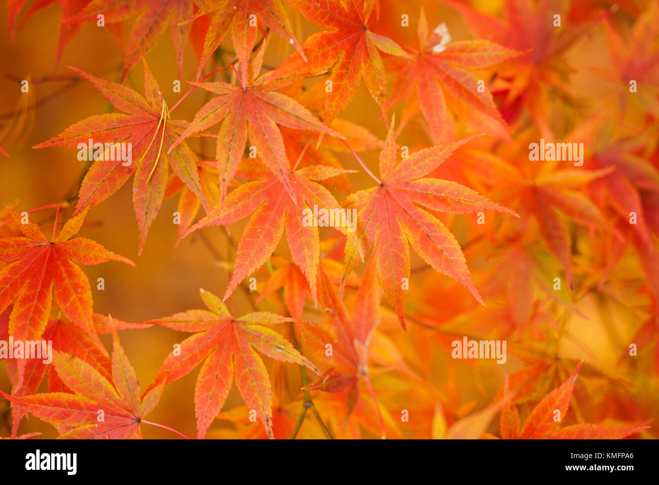 Japanese Fall Foliage Stock Photo - Alamy