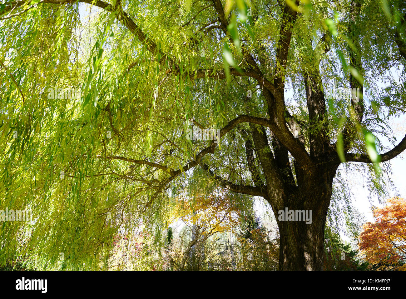 Willow tree branch horizontal hi-res stock photography and images - Alamy