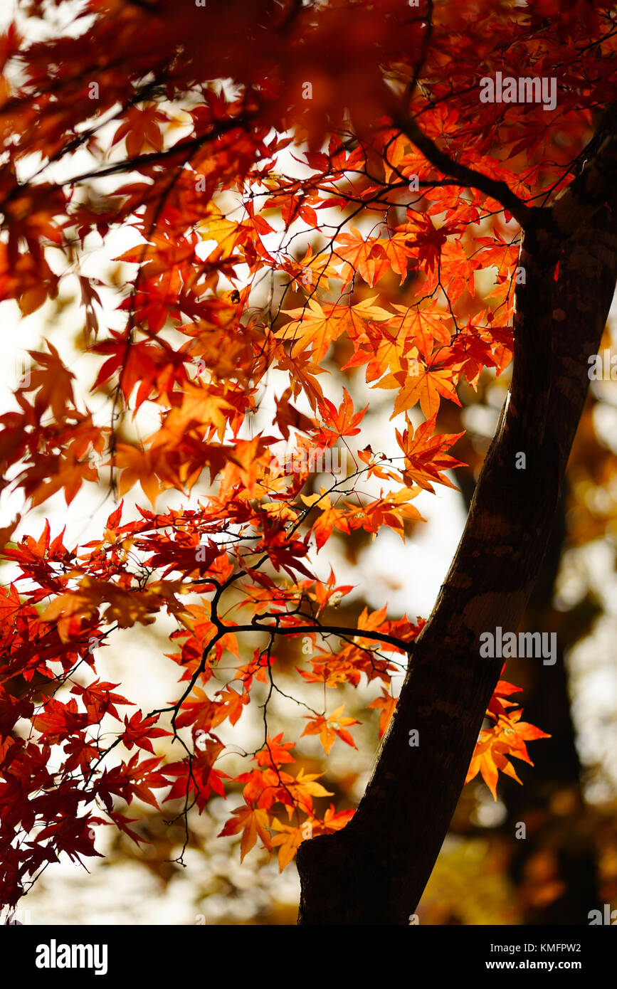Japanese Fall Foliage Stock Photo - Alamy