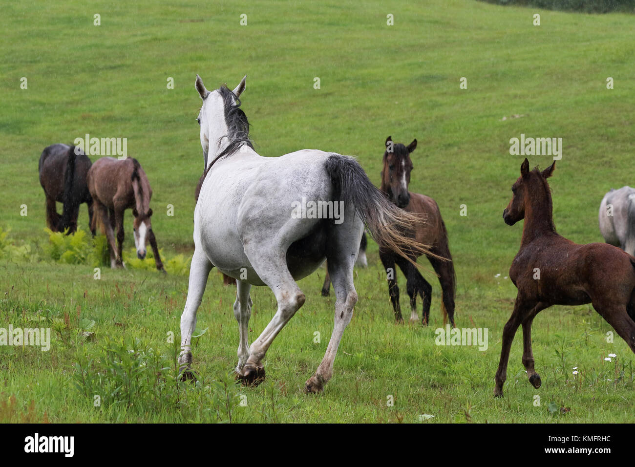 Horse in Ranch Stock Photo