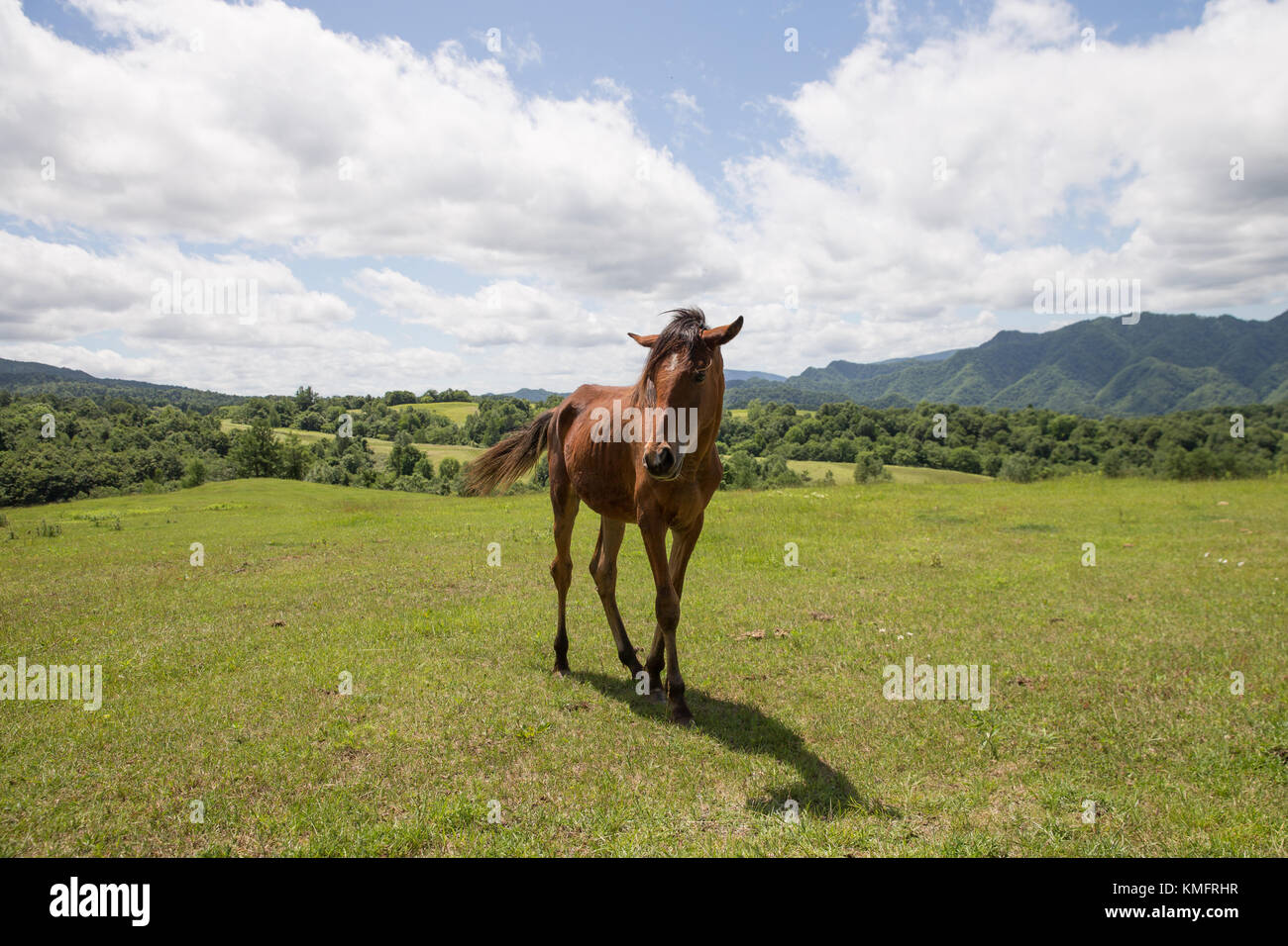 Horse in Ranch Stock Photo