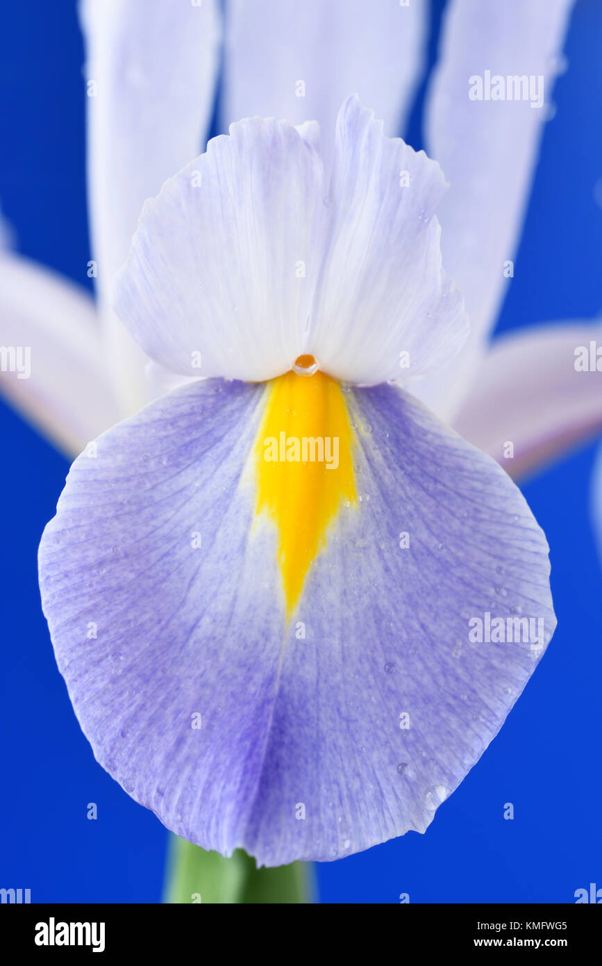 Dutch iris bulb hires stock photography and images Alamy