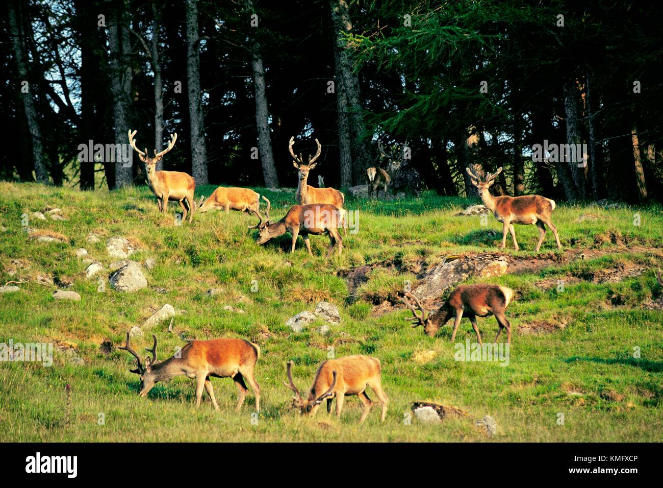 Red deer Cervus elaphus stags above Loch Muick beside Lochnagar. Royal Balmoral Estate near Braemar, Grampian Region, Scotland Stock Photo