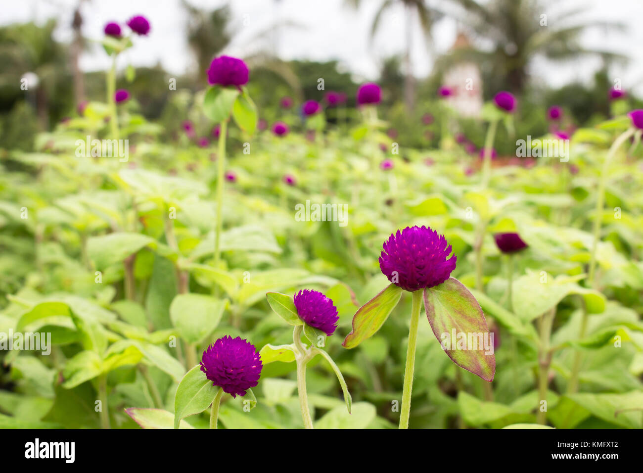 The purple flower in garden for background Stock Photo - Alamy