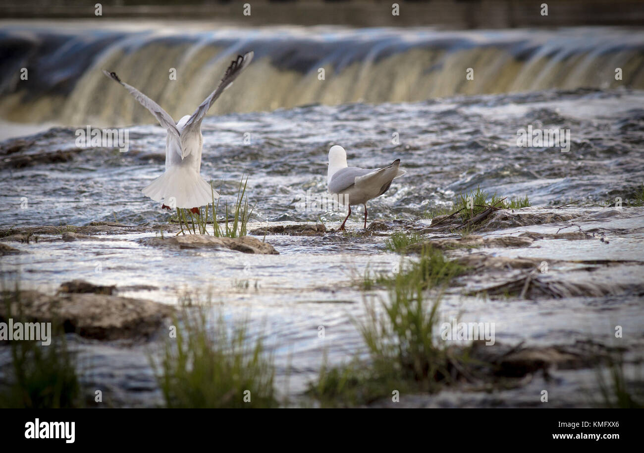 Seagull flying with Ventas Rumba waterfall in background Stock Photo