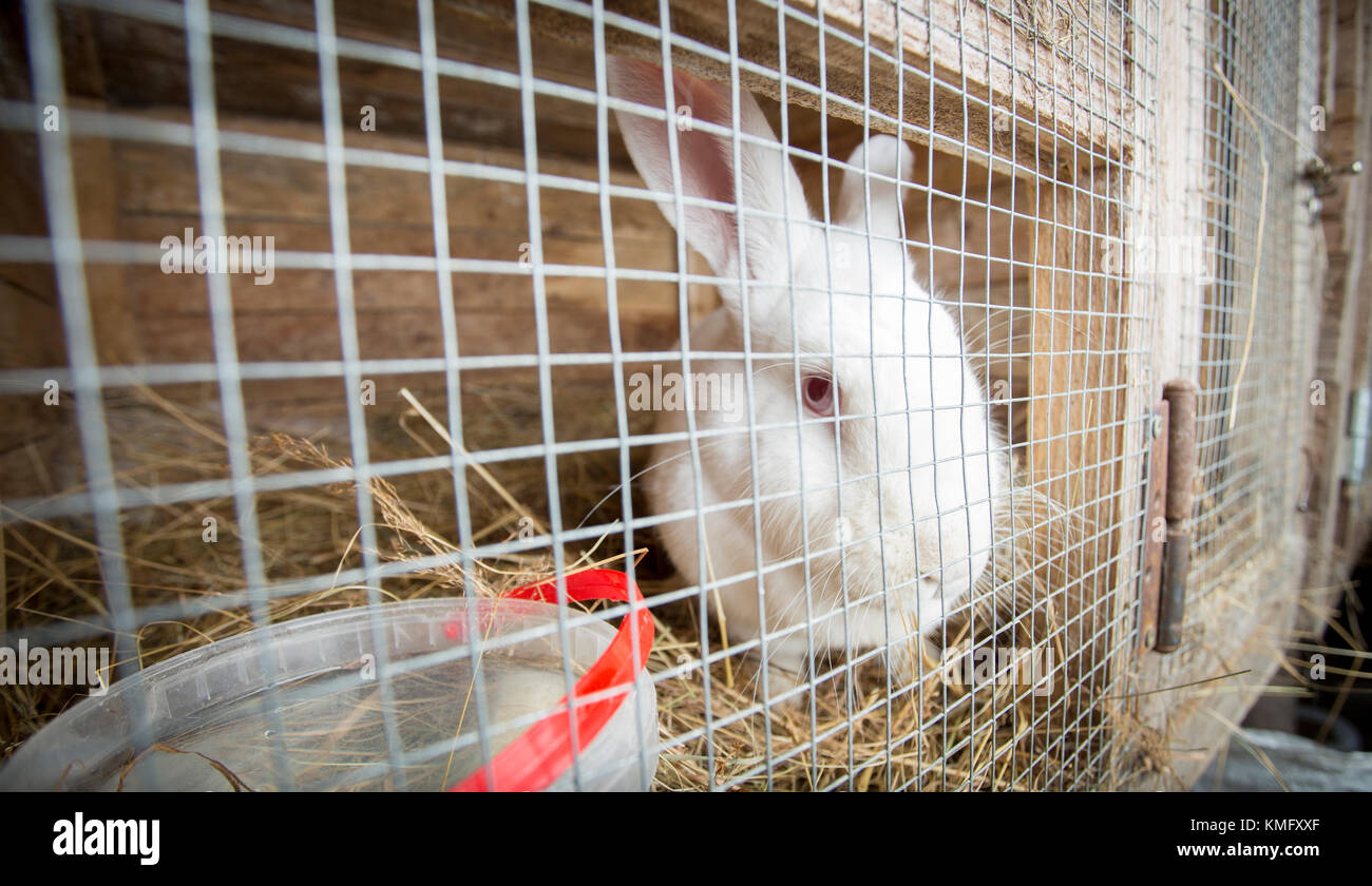 White rabbit in cage looking sad Stock Photo - Alamy