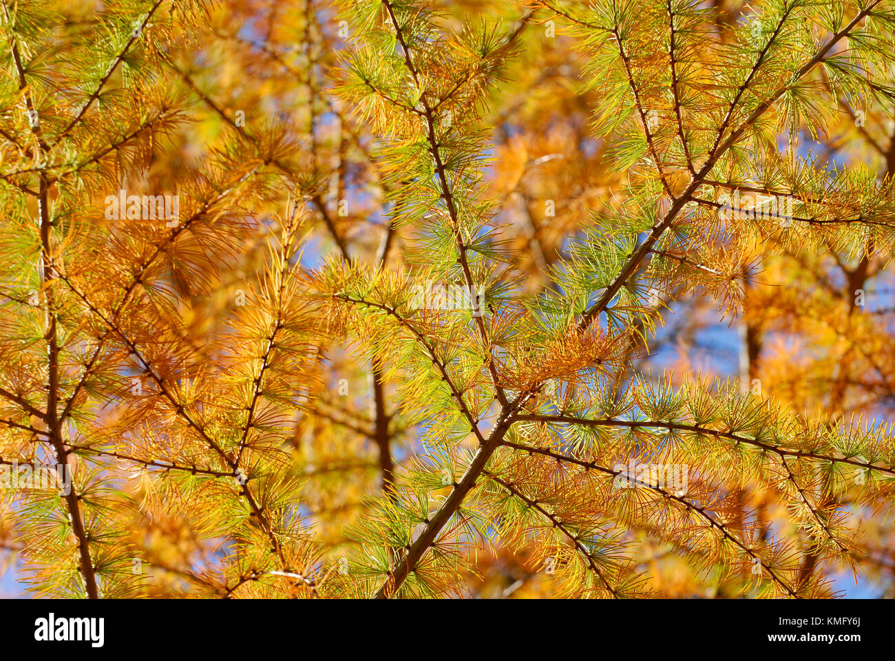 Golden Larch, Autumn Background Stock Photo