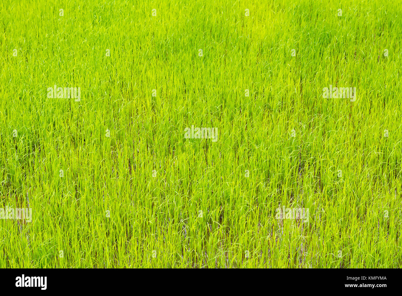 Rice field in countryside Thailand Stock Photo