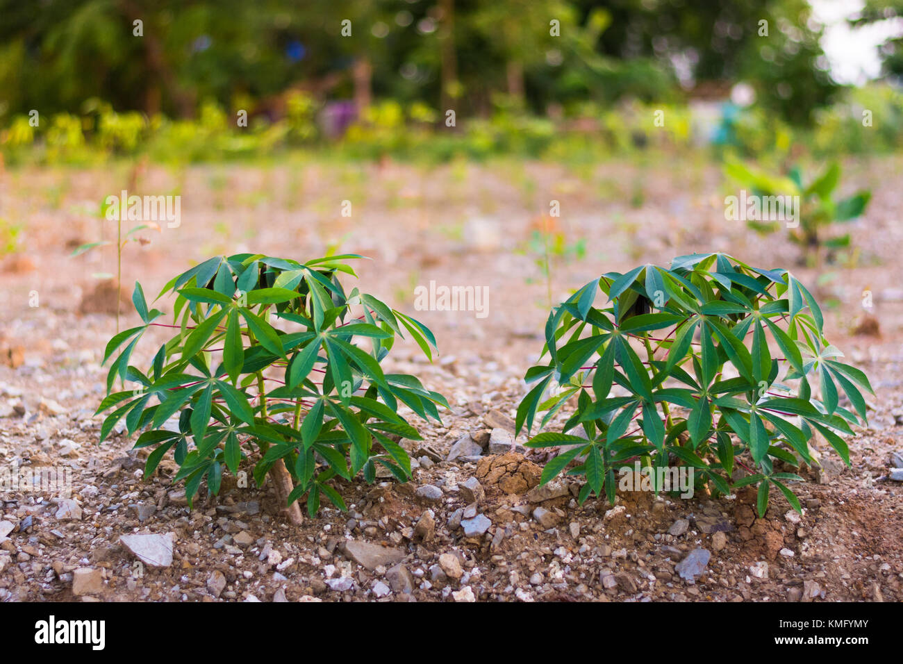 Young plants growing Stock Photo