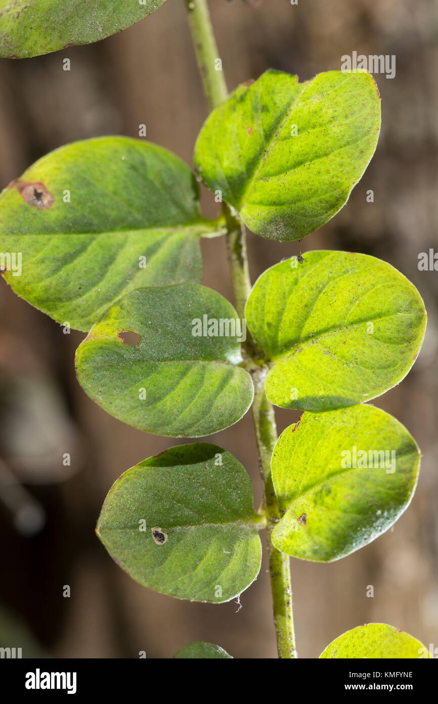 Pfennigkraut, Blatt, Blätter, Pfennig-Gilbweiderich, Lysimachia nummularia, Creeping Jenny Stock Photo