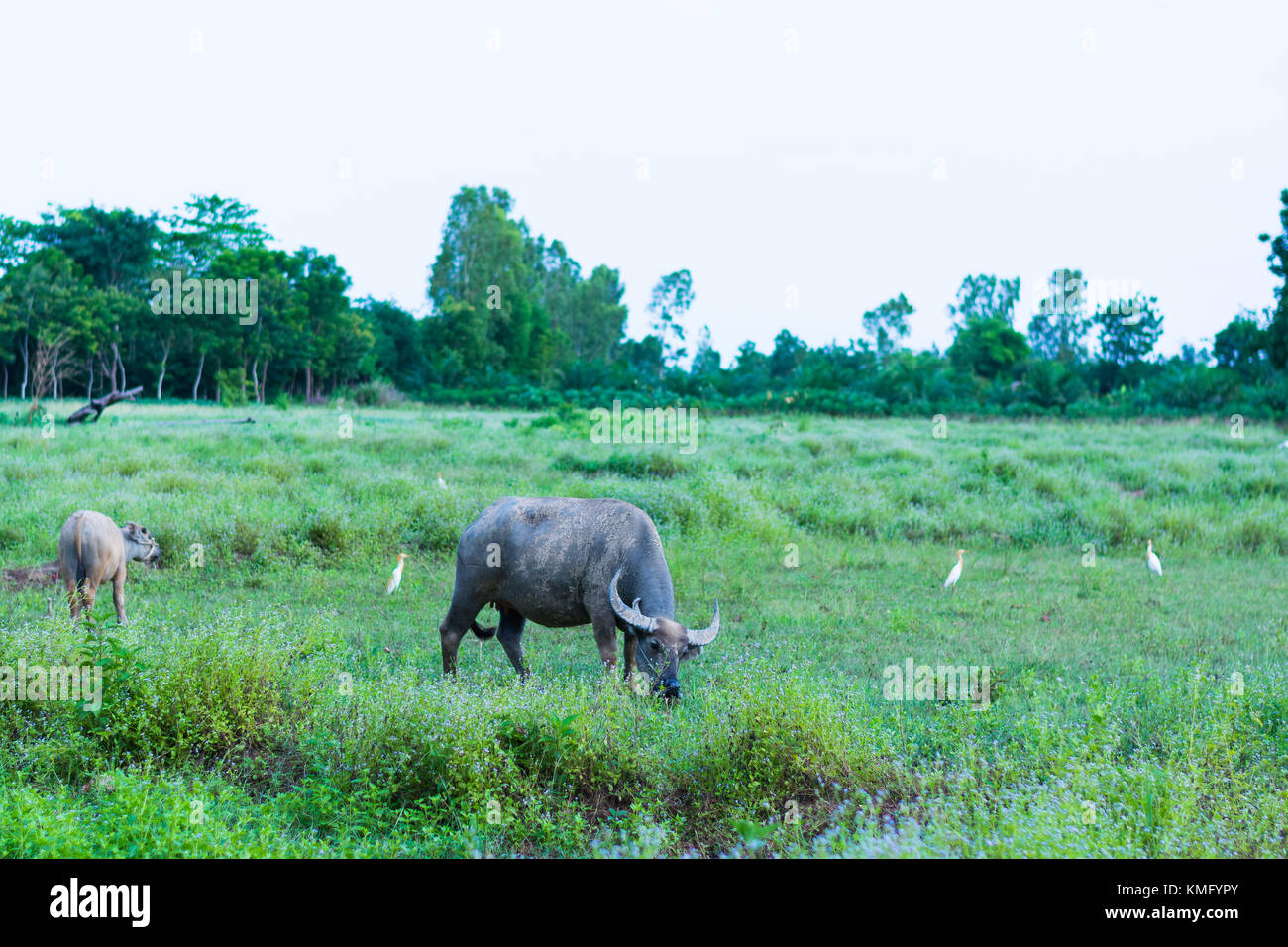 Thai buffalo is grazing in a field Stock Photo