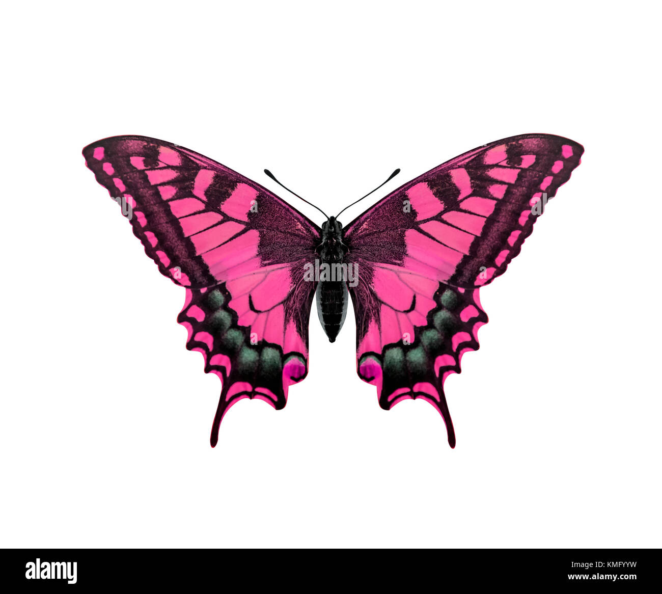 Pink butterfly isolated on white background Stock Photo - Alamy