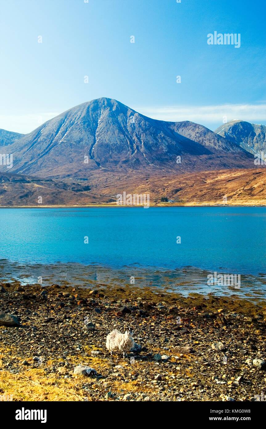 Sheep on shore of Loch Ainort on Isle of Skye, Scotland. Looking west to Beinn Dearg Mhor (L) and Glamaig (distant R) mountains Stock Photo