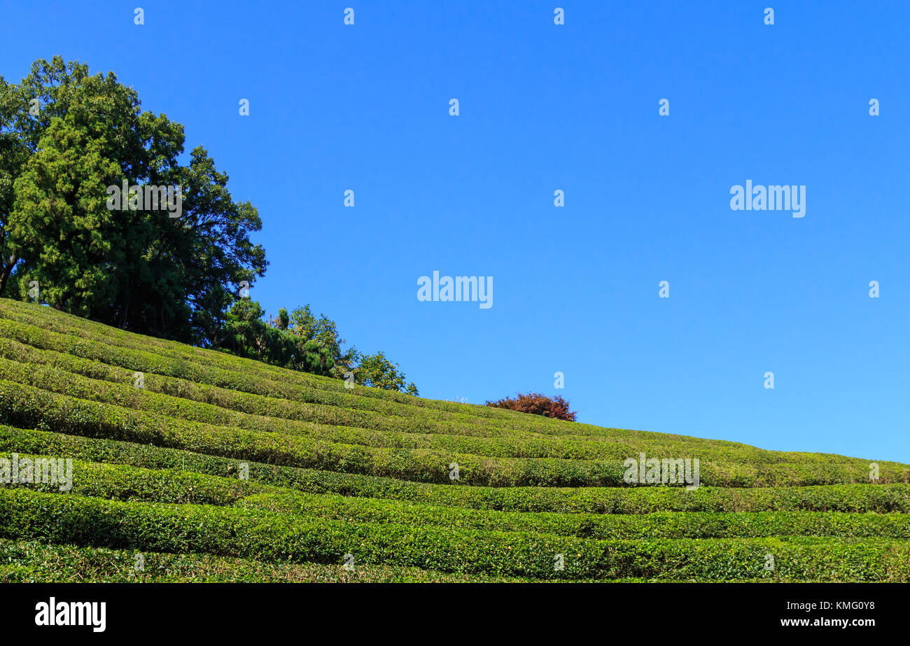 Boseong Green Tea Plantation farm in Korea Stock Photo Alamy