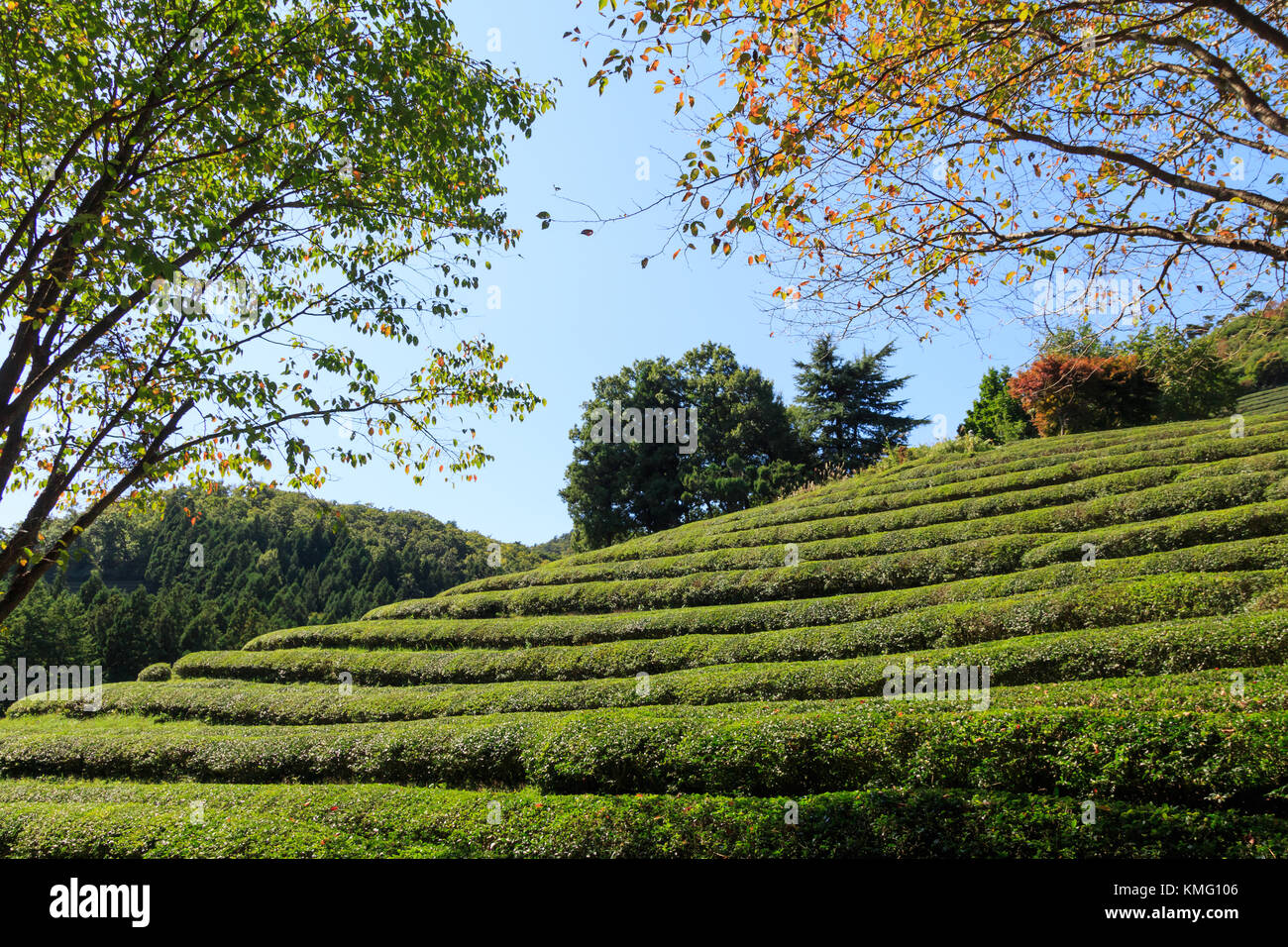 Boseong Green Tea Plantation farm in Korea Stock Photo Alamy