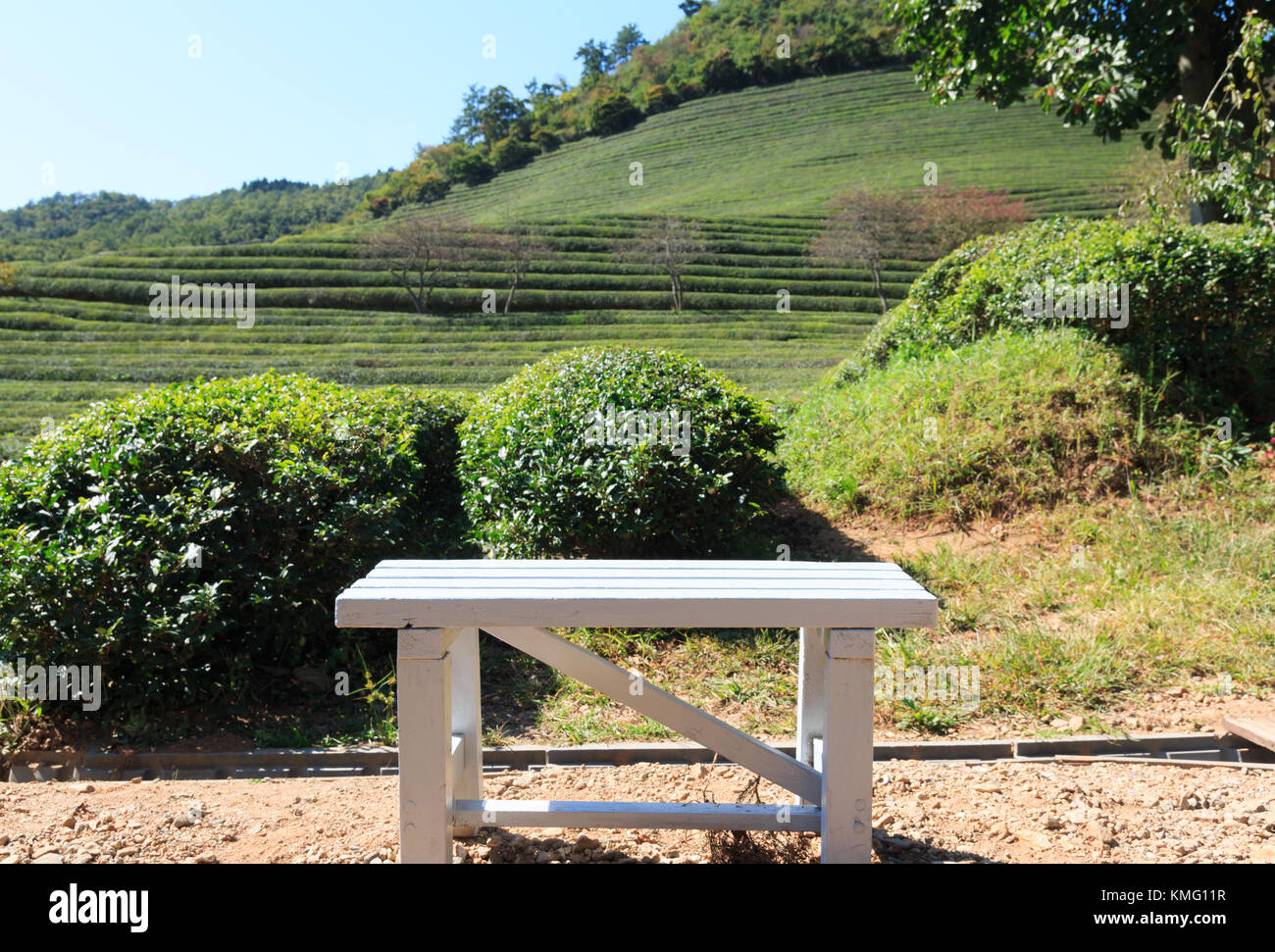 Boseong Green Tea Plantation farm in Korea Stock Photo Alamy