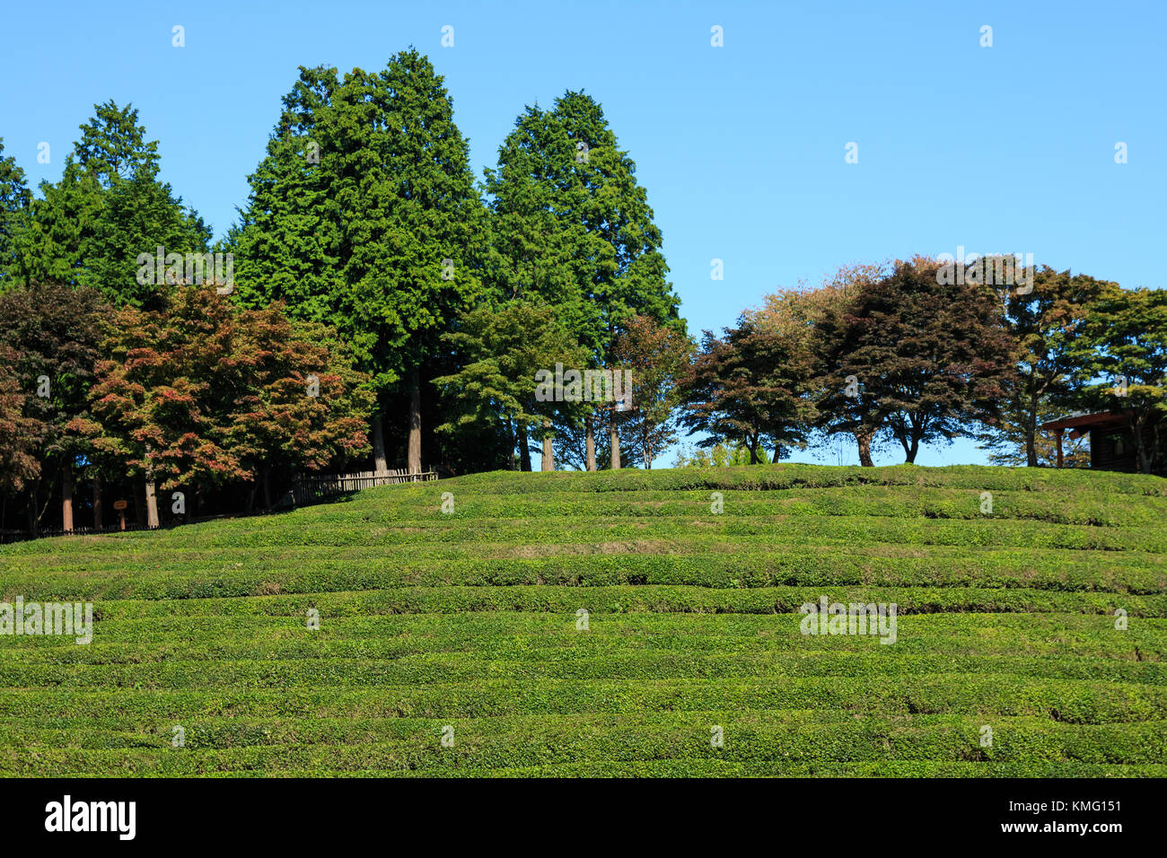 Boseong Green Tea Plantation farm in Korea Stock Photo Alamy
