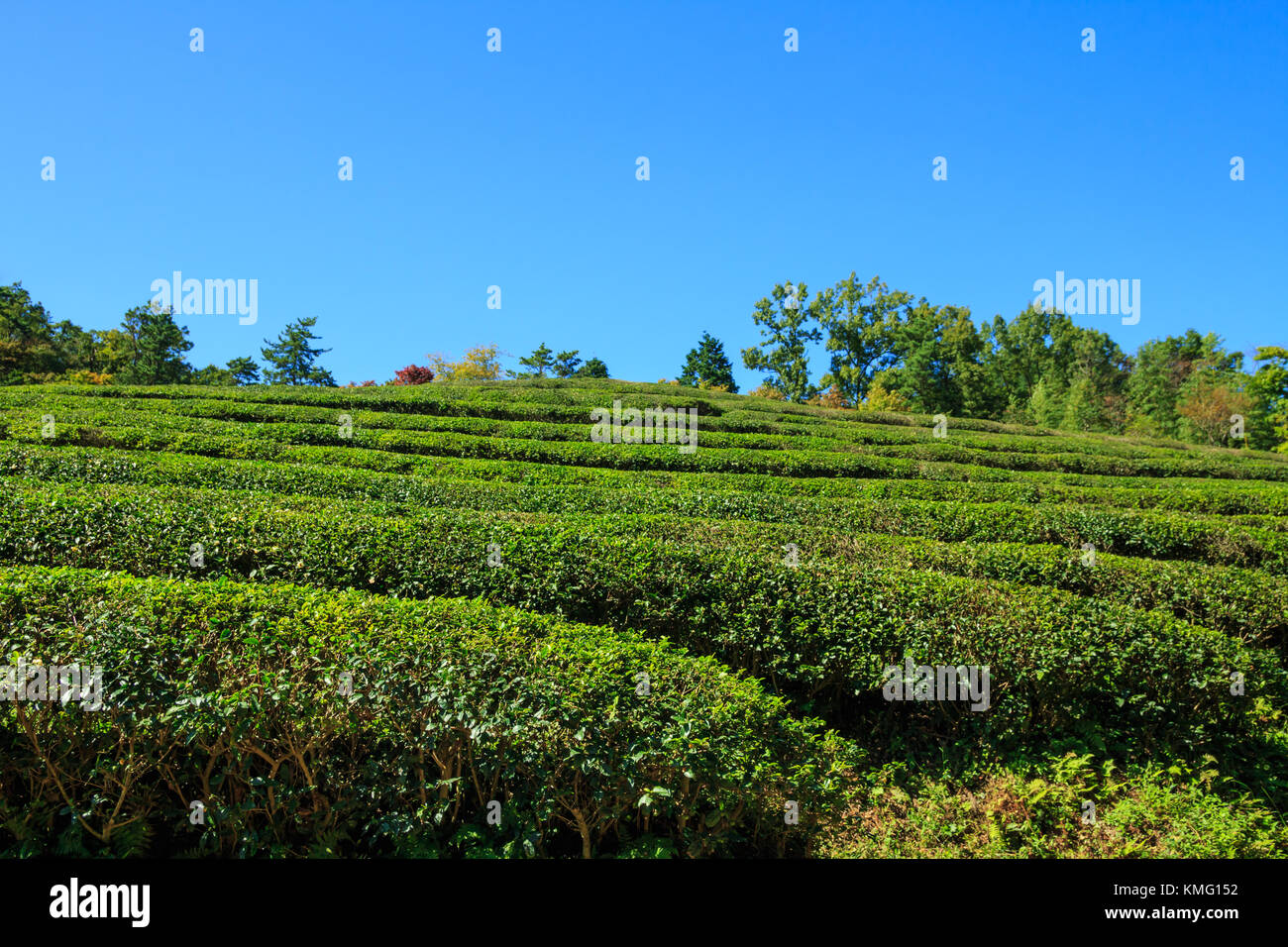 Boseong Green Tea Plantation farm in Korea Stock Photo Alamy