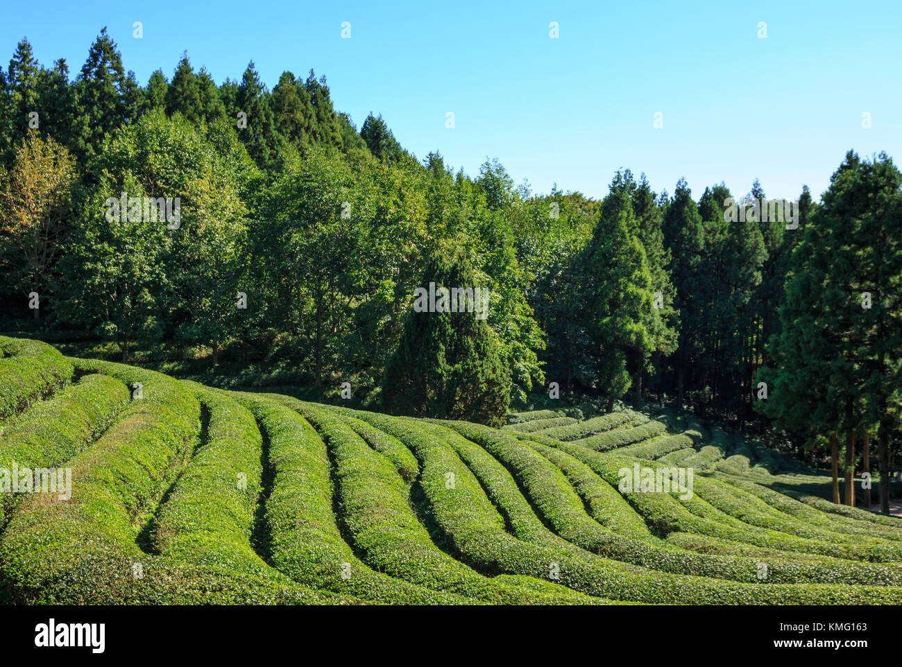 Boseong Green Tea Plantation farm in Korea Stock Photo Alamy