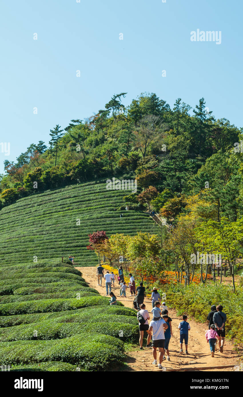 Boseong Green Tea Plantation farm in Korea Stock Photo Alamy
