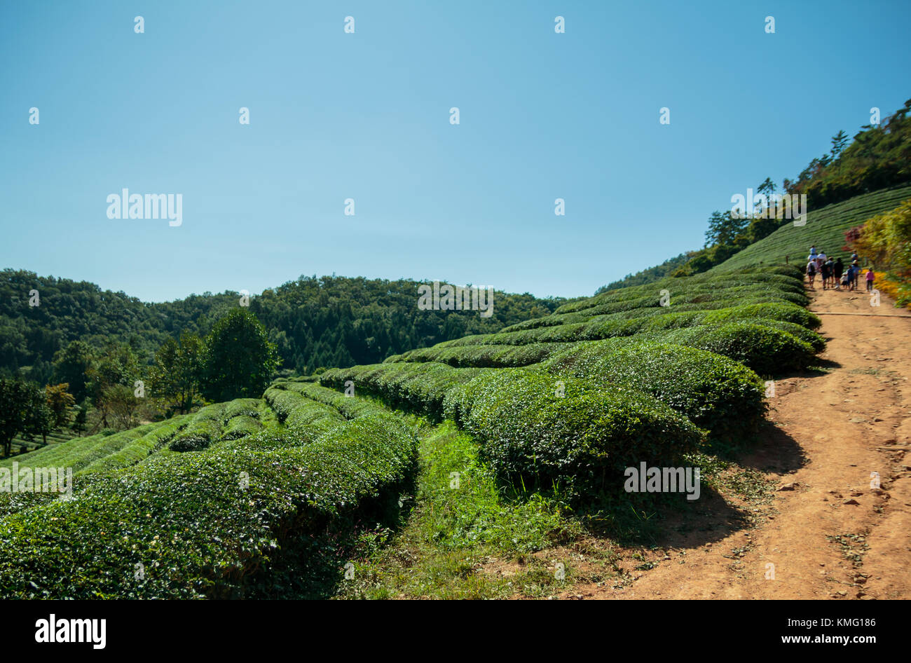 Boseong Green Tea Plantation farm in Korea Stock Photo Alamy