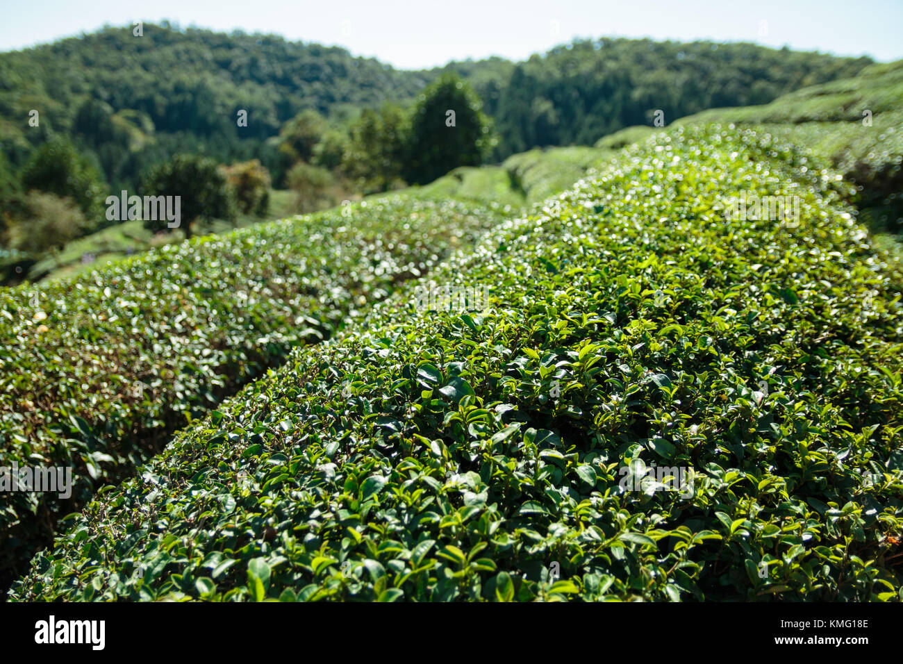 Boseong Green Tea Plantation farm in Korea Stock Photo Alamy