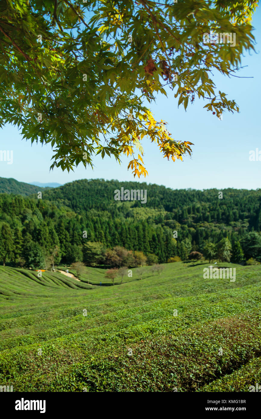 Boseong Green Tea Plantation farm in Korea Stock Photo Alamy