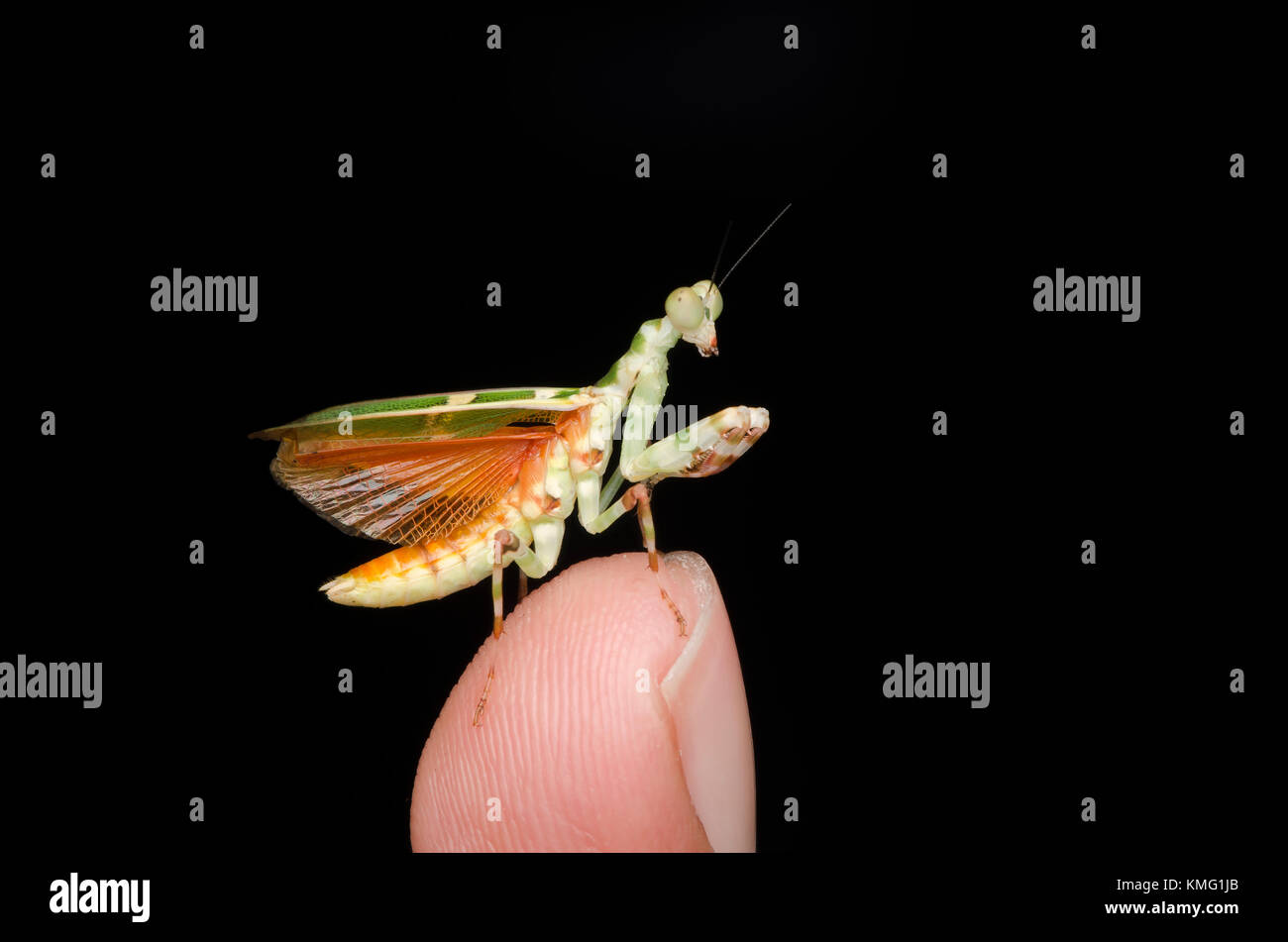 flower mantis male on tip of finger. Theopropus elegans. praying mantis. Stock Photo