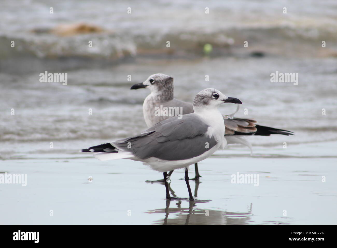 Virginia beach birds Stock Photo Alamy
