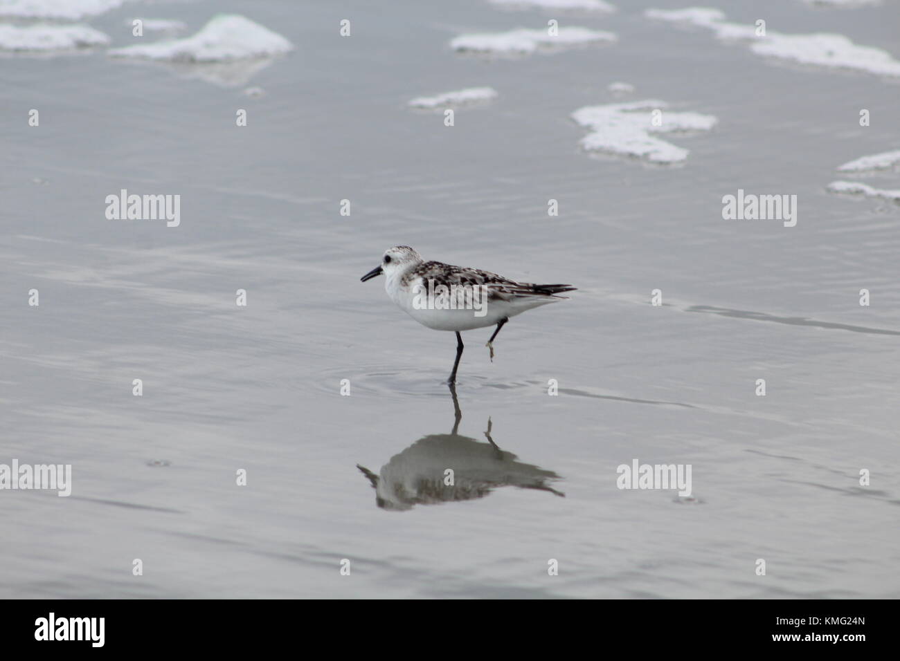 Virginia beach birds Stock Photo Alamy