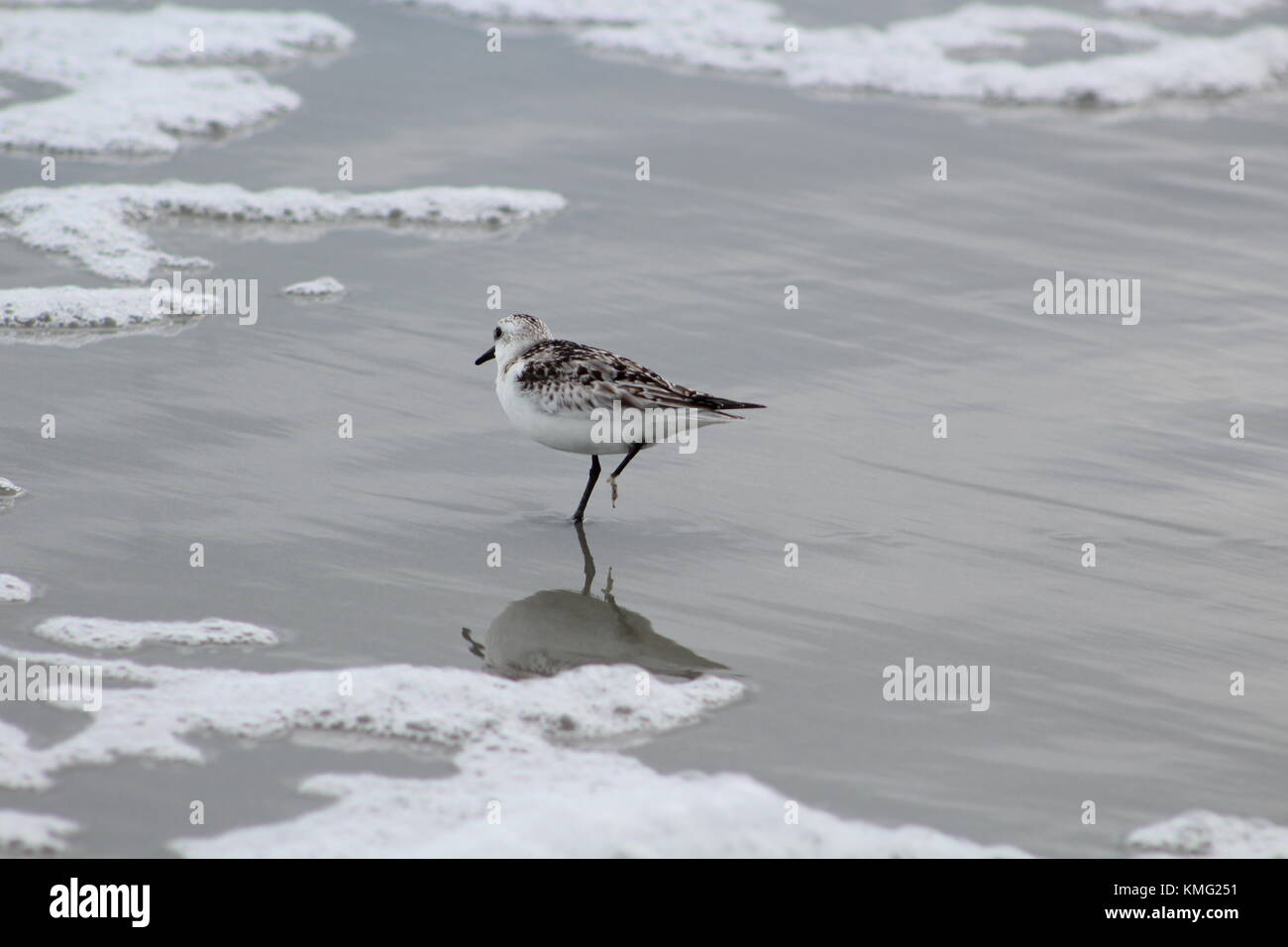 Virginia beach birds Stock Photo Alamy