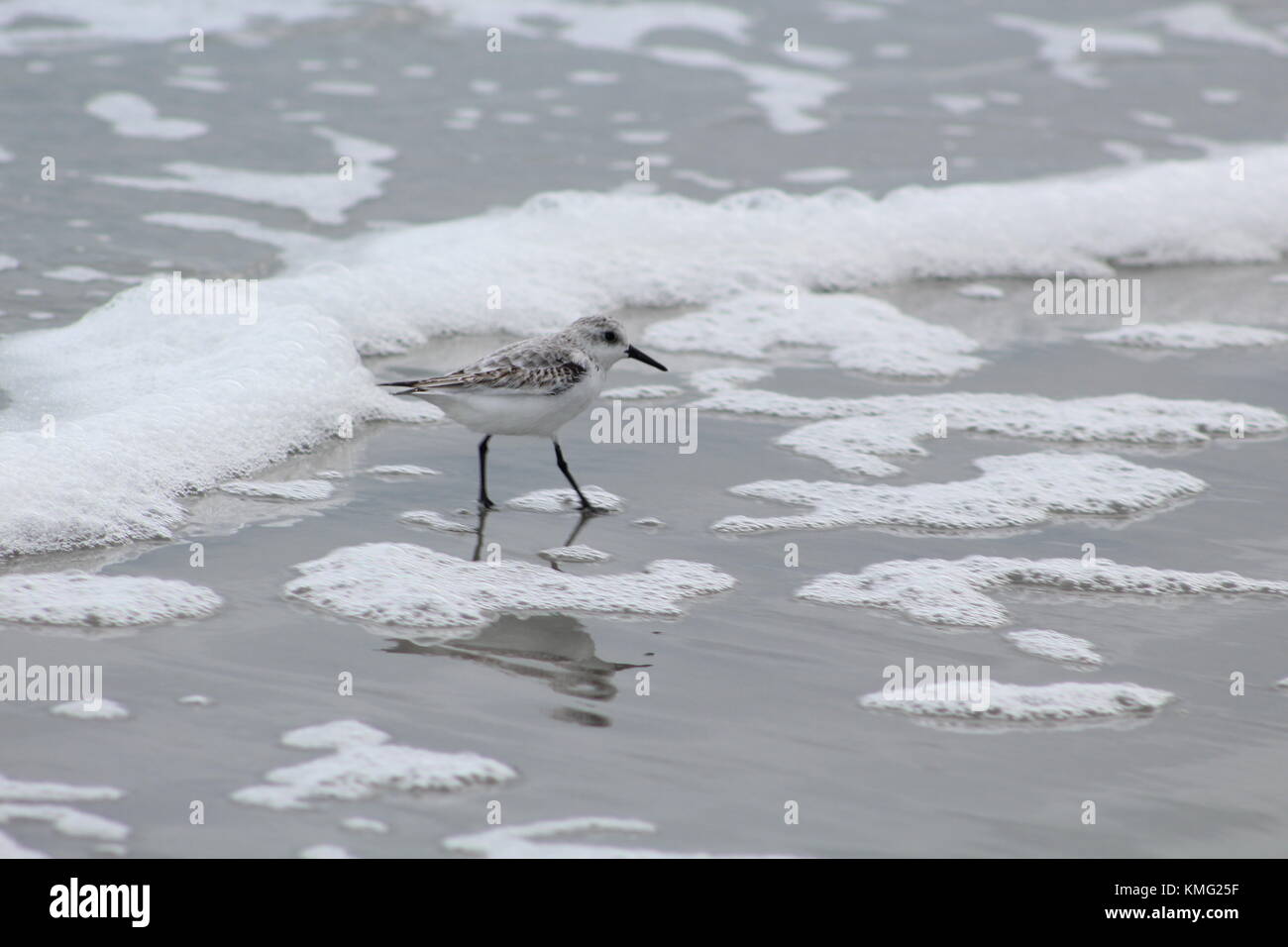 Virginia beach birds Stock Photo - Alamy