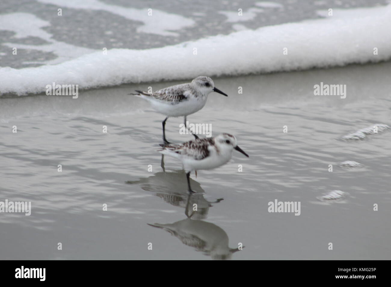 Virginia Beach Birds Stock Photo - Alamy