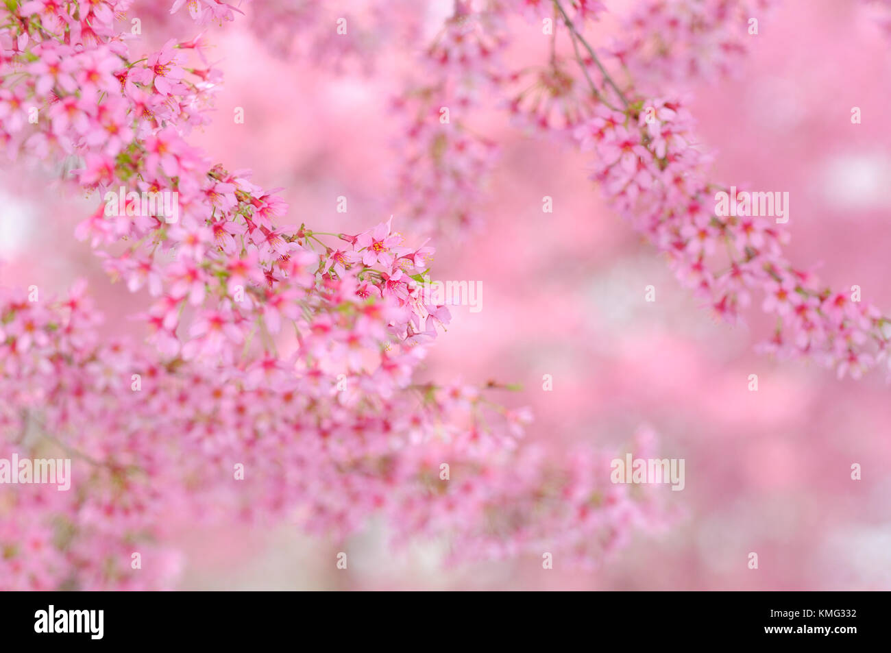 Cherry blossom background. Tree branch detail, pink flowers, soft focus Stock Photo