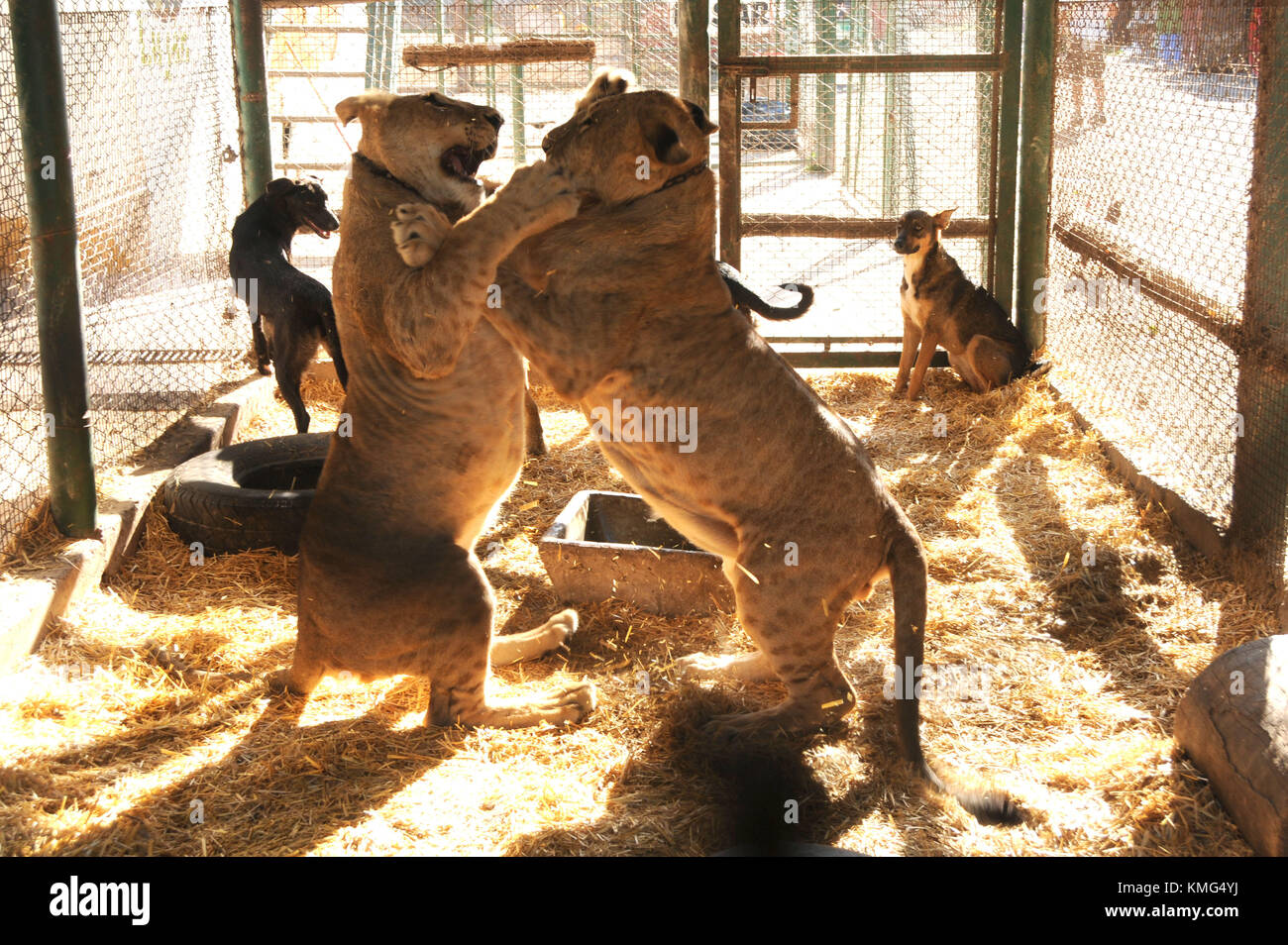 A general view of lions playing in Buenos Aires, Argentina. Photo by Barry King/Alamy Stock Photo