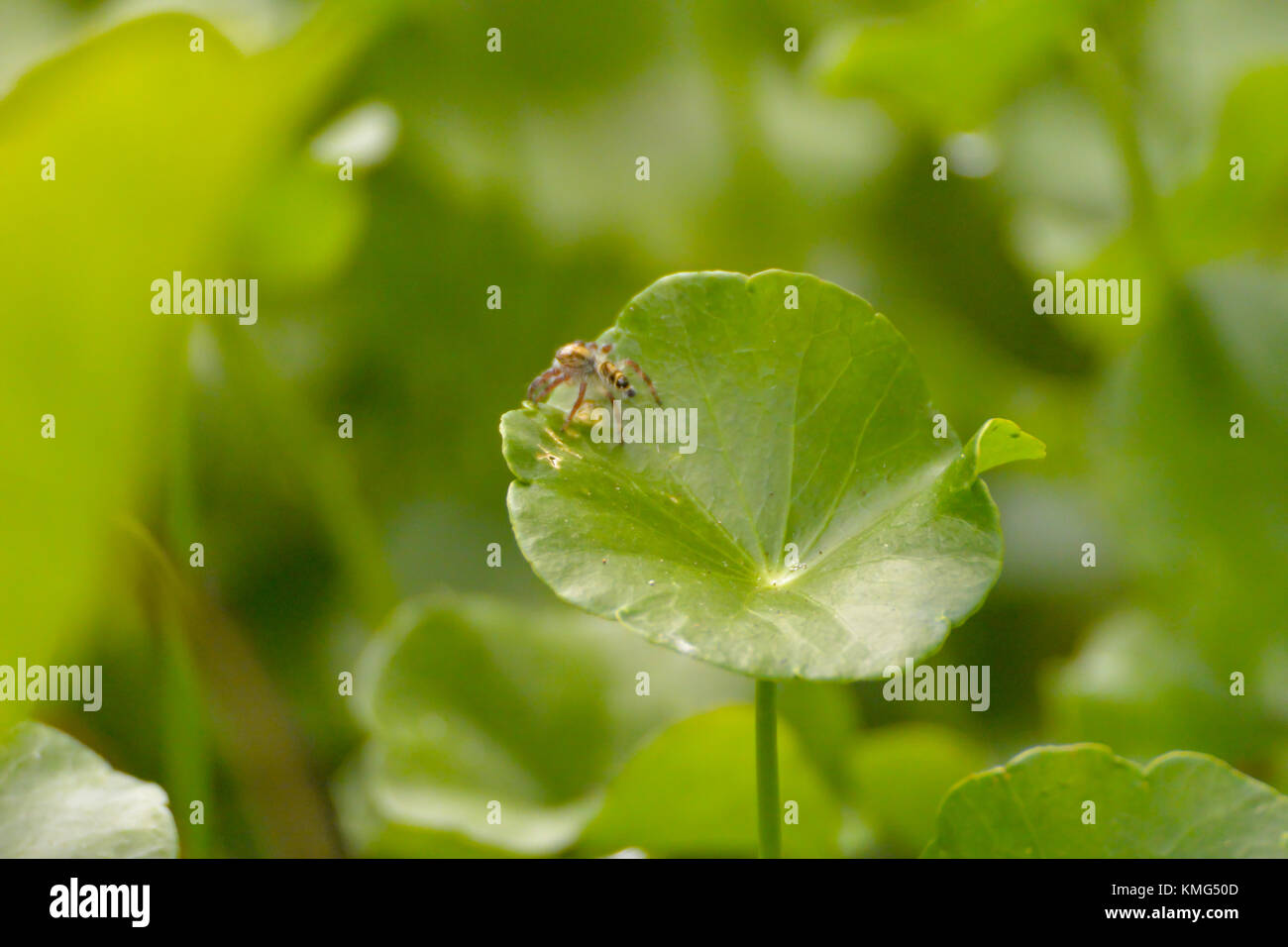 A small brown spider sitting on a water pennywort; picture taken in Chaos Sok National Park, Thailand. Stock Photo