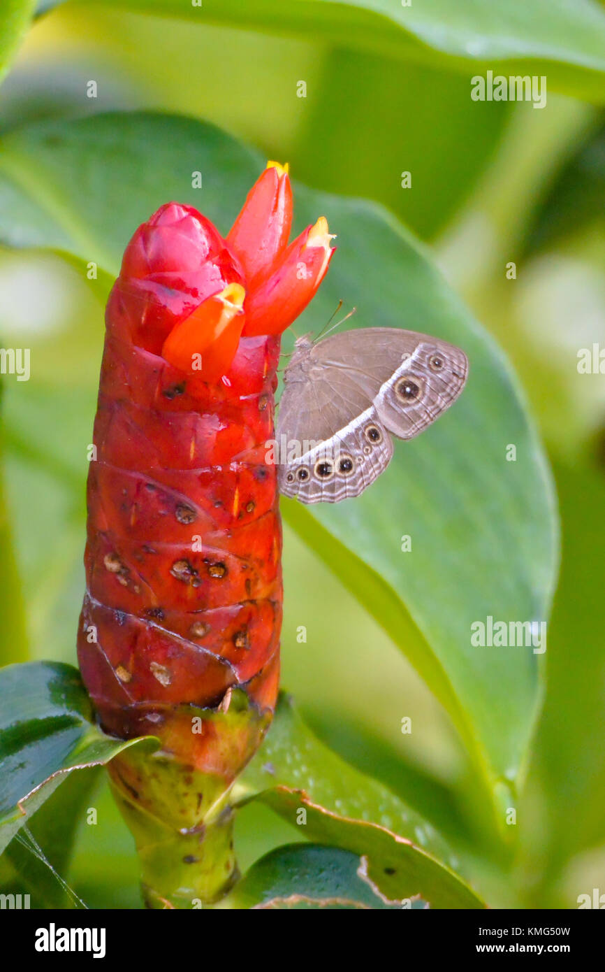 Squinting bush brown butterfly sitting on an Indian head ginger; picture taken at Khao Sok National Park, Thailand. Stock Photo