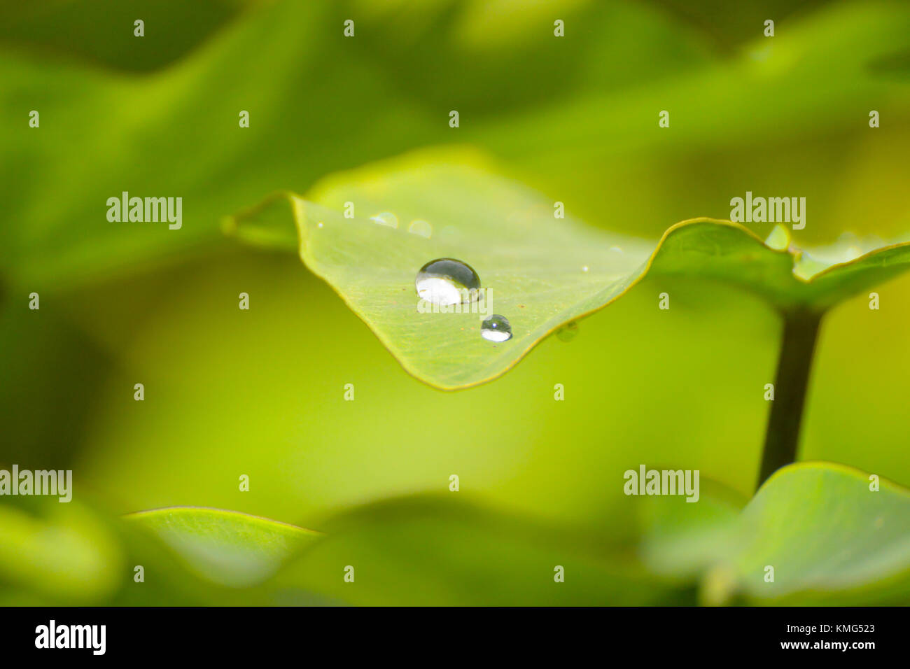 Water drops on a taro leaf; picture taken at Khao Sok National Park, Thailand. Stock Photo
