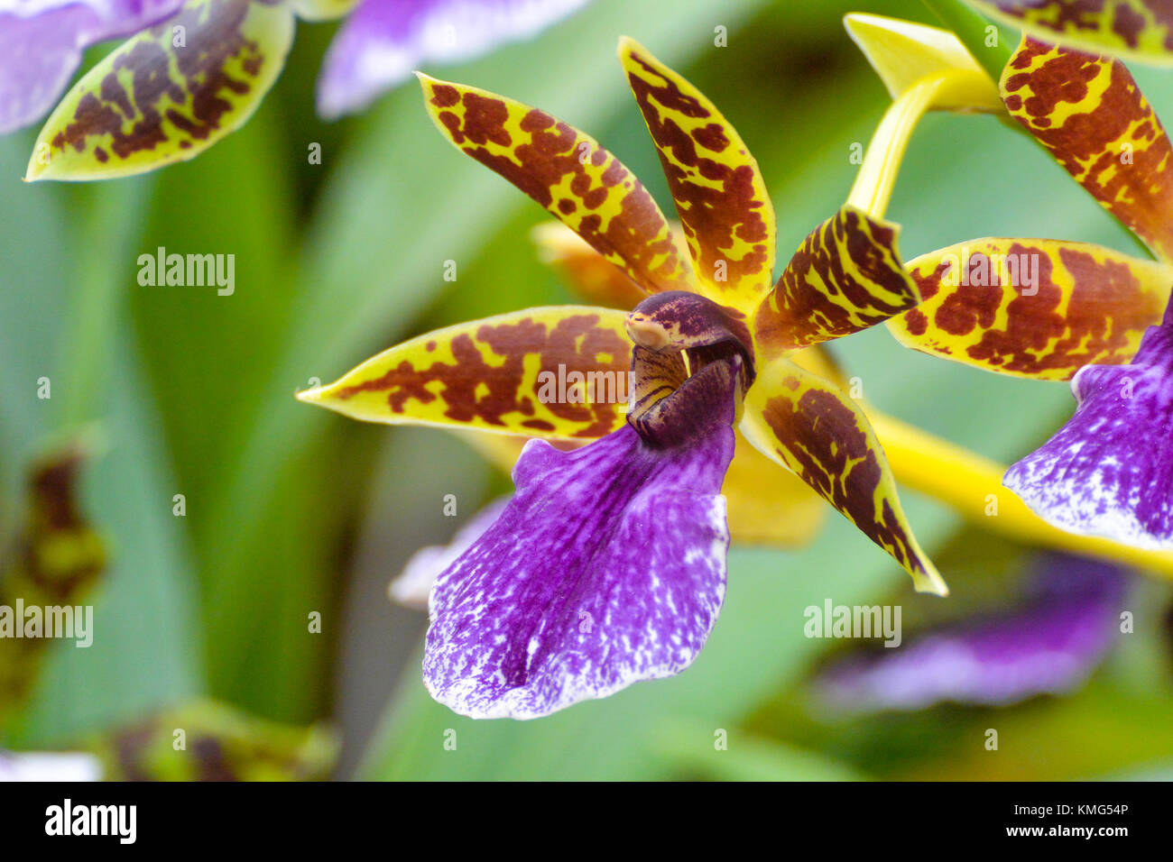A close up of a zygopetalum orchid. Stock Photo